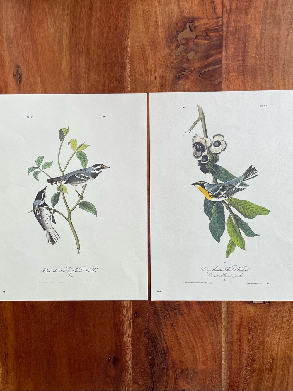 Set of 2 Vintage Original Audubon Bird Illustration Double Sided Bookplate